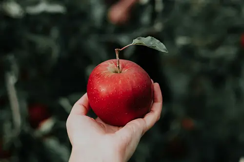 iduns_apfel_ernaehrung_gesund_essen_kontakt